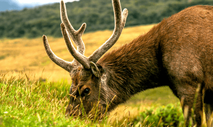 Feral Deer: Protected or An Environmental Menace?