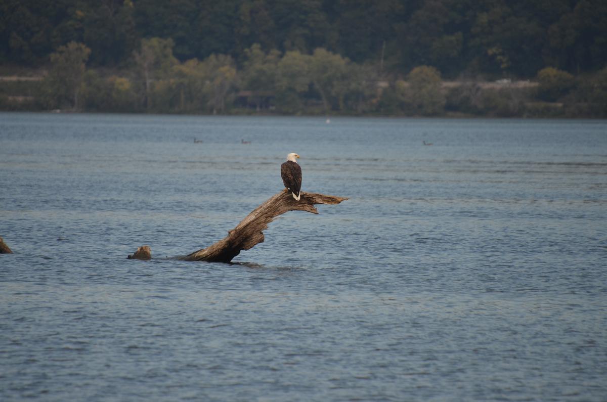 A bald eagle sighting. (Kevin Revolinski)