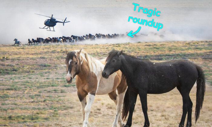 ‘Wild Love Story Written in the Stars’: Woman Reunites Bonded Wild Horses Tragically Separated in Roundup
