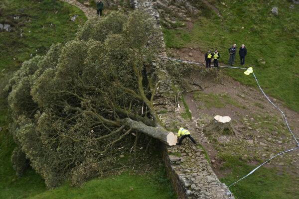 Police officers look at the tree at Sycamore Gap, next to Hadrian's Wall, in Northumberland, England, on Sept. 28, 2023, which has come down overnight. (Owen Humphreys/PA via AP)