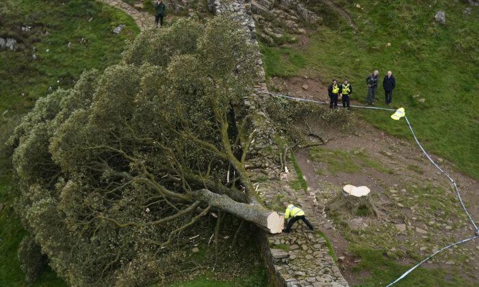 16-Year-Old Boy Arrested in England Over ‘Deliberate’ Felling of Famous Tree at Hadrian’s Wall