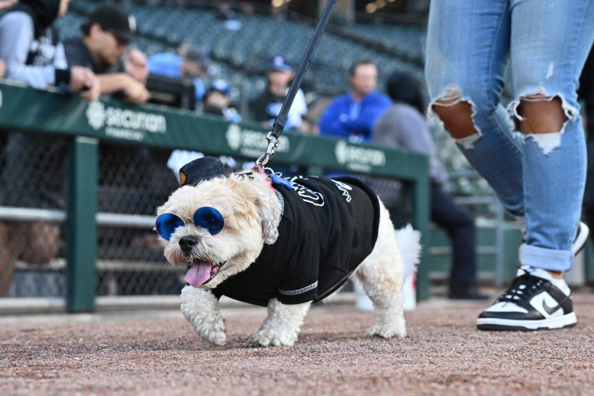 A decked-out pooch strolls along during Dog Day festivities ahead of a game between the Chicago White Sox and the Kansas City Royals at Guaranteed Rate Field in Chicago, Ill., on Sept. 13, 2023. (Jamie Sabau/Getty Images)