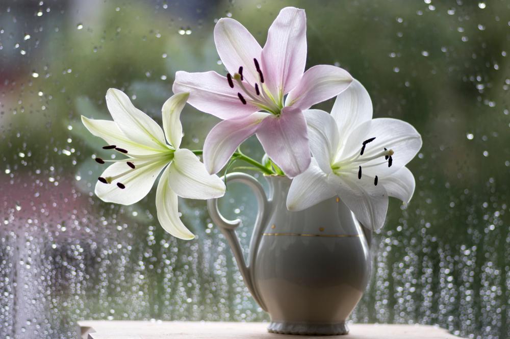 Lilies last longer than any other cut flower, sometimes up to three weeks. (Iva Vagnerova/Shutterstock)