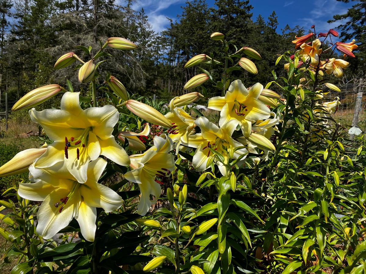 Lilies in the author's garden. (Eric Lucas)