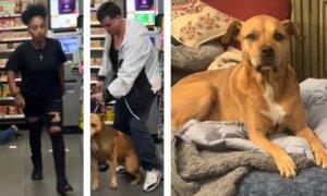 Dog Reunites With Owner After Being Stolen in North Hollywood 7-Eleven; Suspects at Large