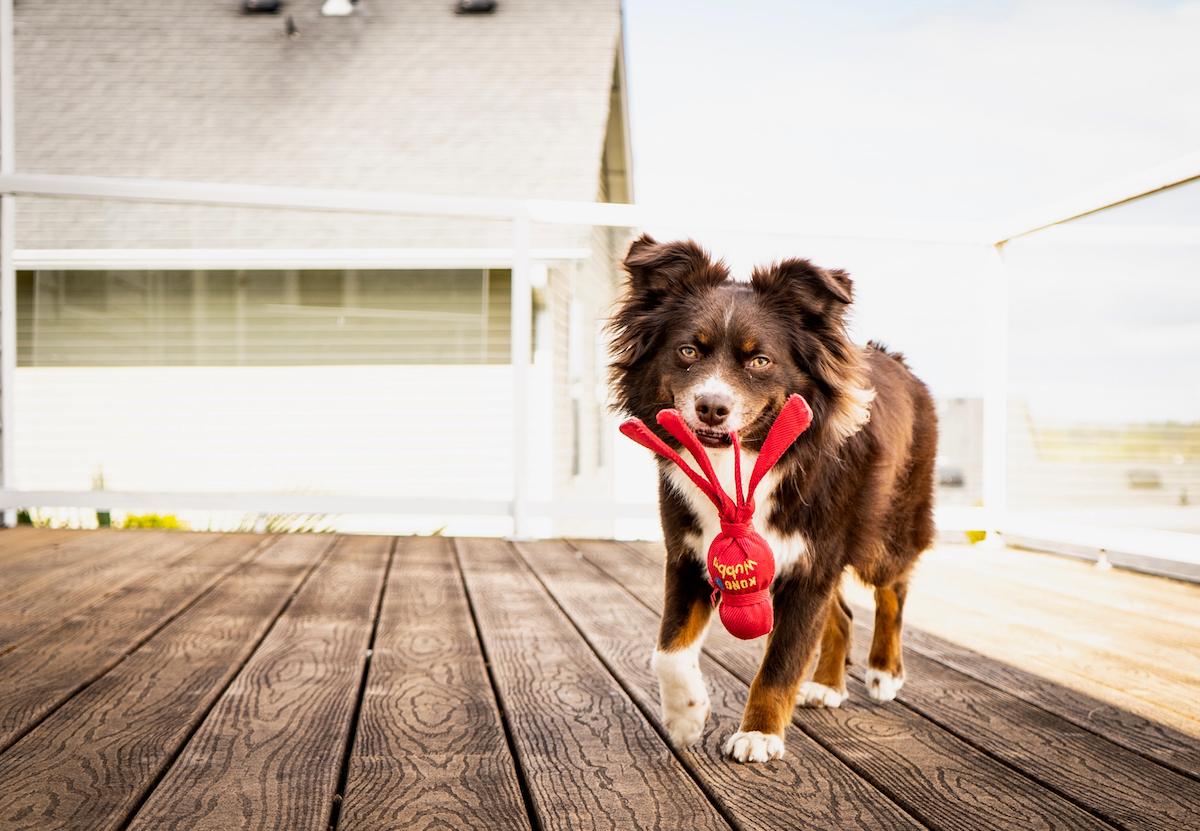  Dog with Kong dog toy (Illustration - Snyd/Shutterstock)