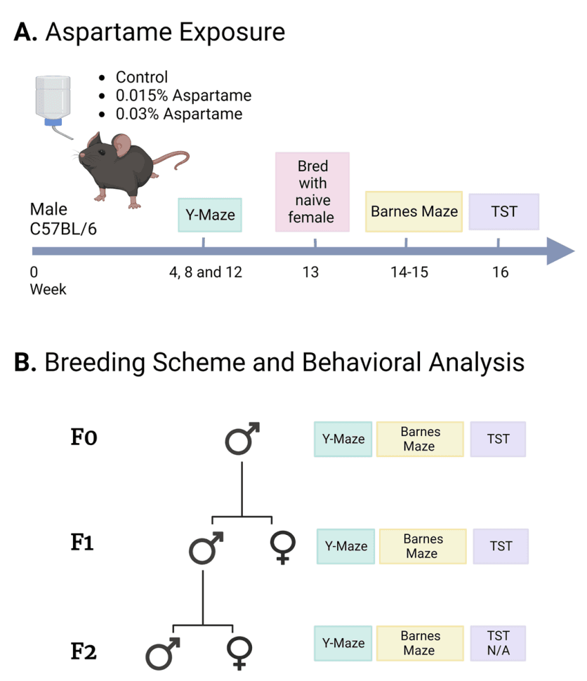 Experimental design showing timing of behavioral tests and breeding scheme. (Courtesy of Sara K. Jones, Deirdre M. McCarthy, Gregg D. Stanwood, Christopher Schatschneider, and Pradeep G. Bhide. Source: Scientific Reports)