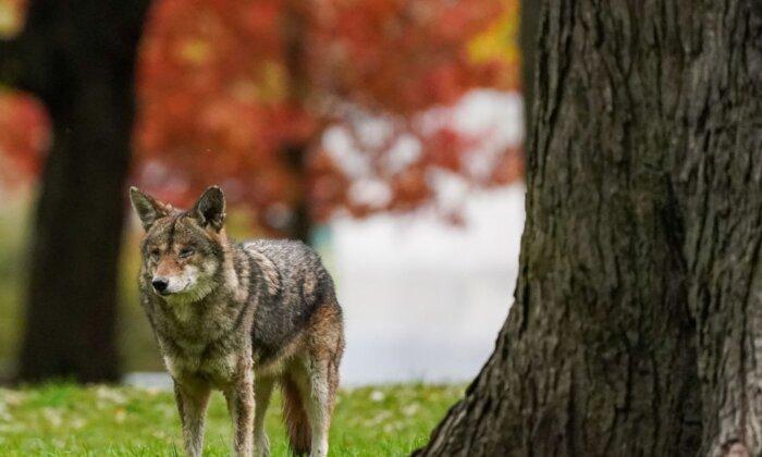 Prince George, BC Mounties Urge People Not to Feed Coyotes After 6 Attacks