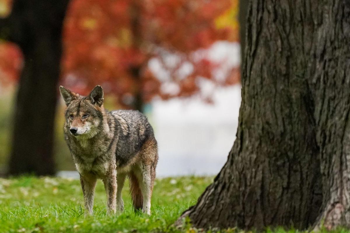 Prince George, BC Mounties Urge People Not to Feed Coyotes After 6 Attacks