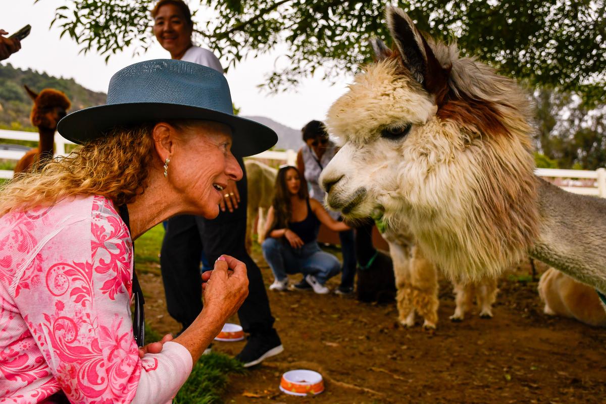 Alpacas, originally from South America, are stars of the tour at Canzelle Alpaca Farm, Carpinteria, California. Tour guide Karen Putnam shows the animals' gentle side. (Christopher Reynolds/Los Angeles Times/TNS)