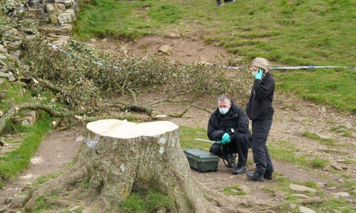 A 2nd Man Is Arrested Over Felling in England of Much-Loved Tree Near Hadrian's Wall