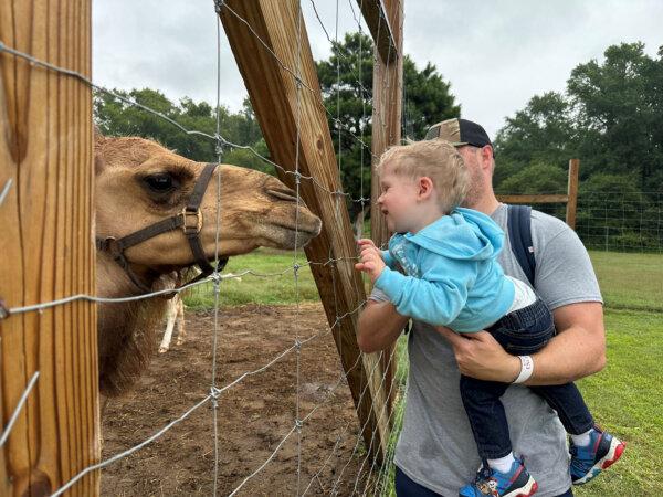 A child meets face-to-face with a camel at the Barn Hill Preserve in Frankford, Del. (Candyce H. Stapen)