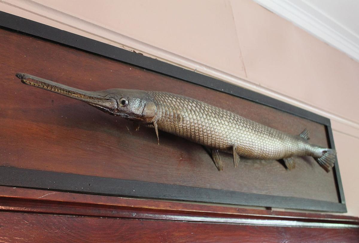 Against his wife's liking, York mounted an alligator gar above the China cabinet where she couldn't take it down. The great hero was not above a bit of domestic provocation, all in the spirit of fun. (Courtesy of Bob Kirchman)