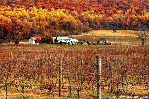  Breaux Vineyards in Purcellville, Va., has more than 100 acres of grapes under vine and long vistas of the Blue Ridge Mountains from its tasting room, patio, and terraces. (Visit Loudoun/TNS)