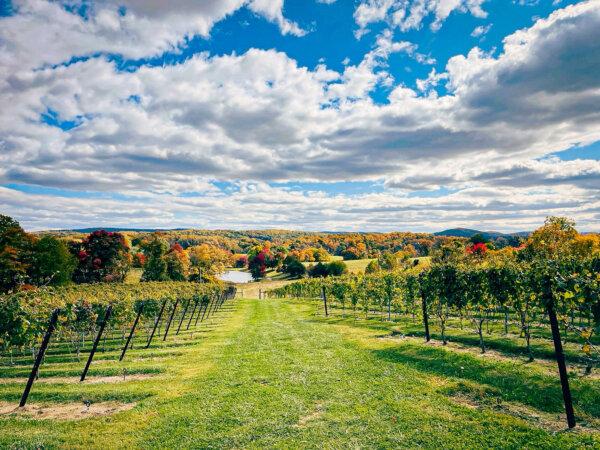  Fall is a popular time to do a guided tasting of six wines at Greenhill Vineyards, an adults-only winery in MIddleburg, Virginia. (Greenhilll Vineyards/TNS)