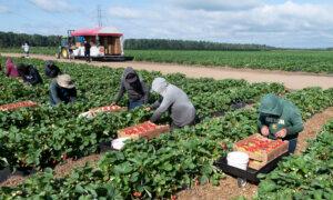 Employers Fined Record $1.54M in 2022 for Breaching Migrant Labour Rules