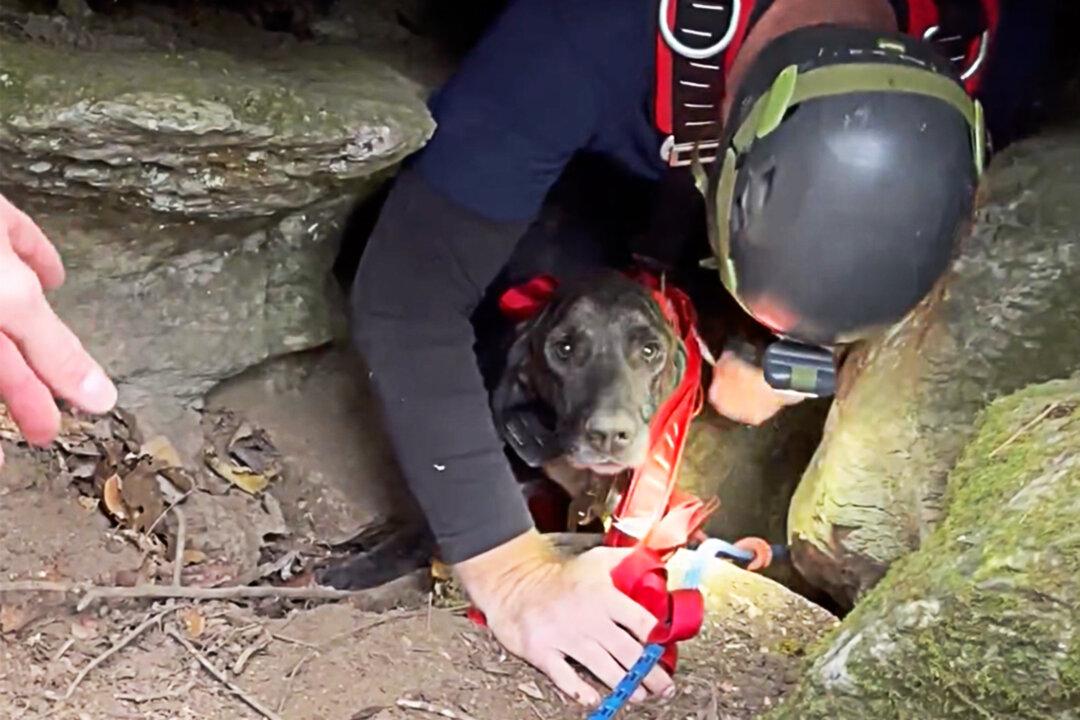 Rescuers Retrieving Trapped Dog From a Deep Cave Are Confronted by a 200lb Sleeping Bear