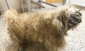 Abandoned Dog Who Looked Like a ‘Pile of Rags’ Sheds 2.8 Pounds of Fur, Finds New Home and a ’Girlfriend’