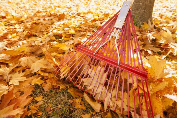 Planning to Rake Those Leaves in Your Yard This Fall? Why You Should Reconsider
