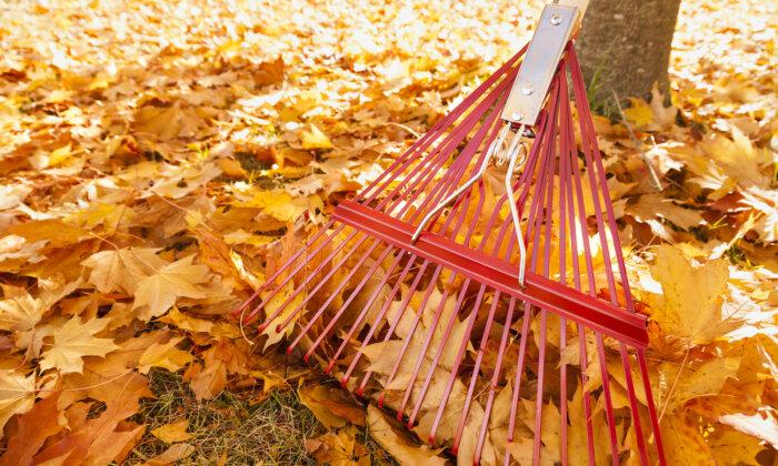 Planning to Rake Those Leaves in Your Yard This Fall? Why You Should Reconsider