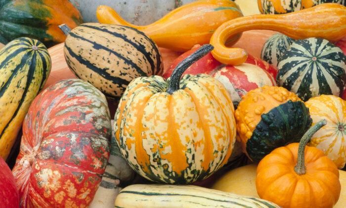 Tips for Picking Pumpkins That Will Last All Season
