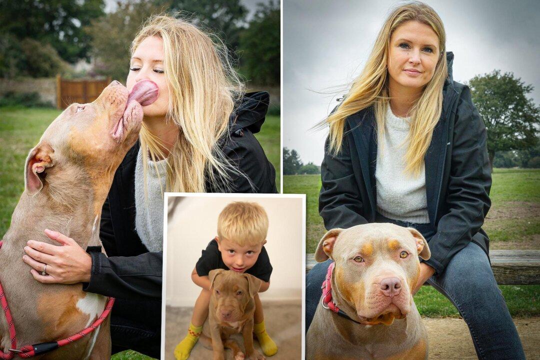 XL Bully Dog So Harmless She Was Attacked by Tiny Jack Russell—Owner Protests Plans to Ban Breed