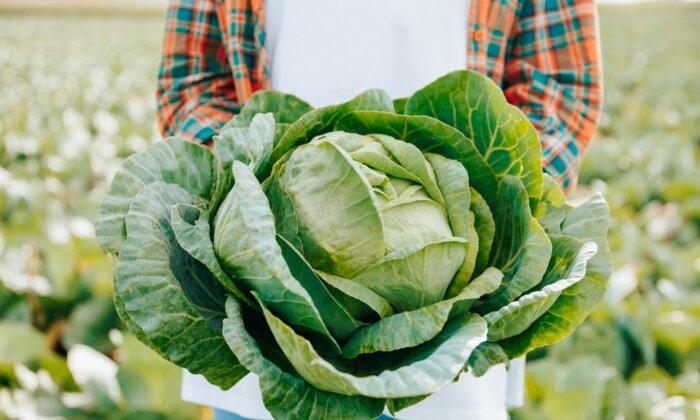 Cabbage and Tofu: Lose Weight and Improve Fatty Liver