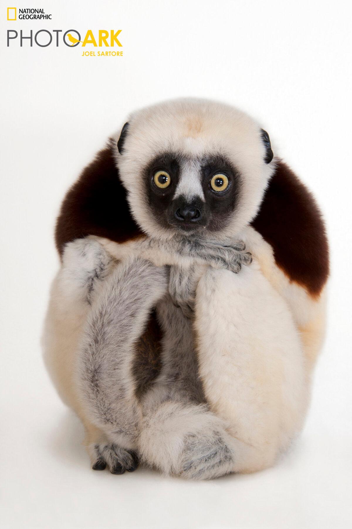 An endangered Coquerel’s sifaka, a species of lemur. (Joel Sartore/National Geographic Photo Ark natgeophotoark.org)