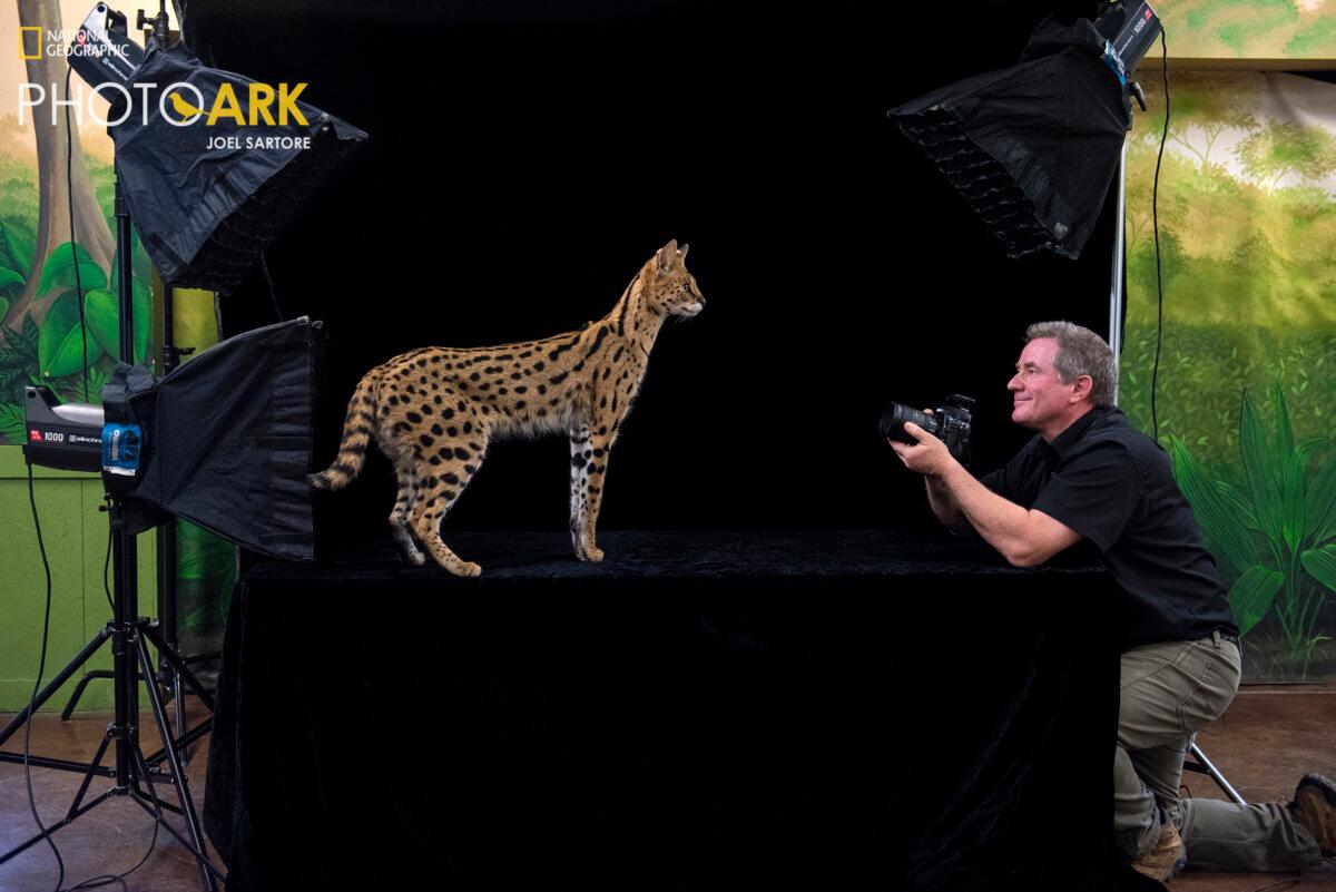 Mr. Sartore photographs Johnny, a serval, at the Lincoln Children’s Zoo in Lincoln, Neb. (Joel Sartore/National Geographic Photo Ark natgeophotoark.org)