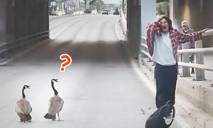 Funny Video of Man Trying to Move ‘Stubborn’ Geese Family Off Road to Safety Goes Viral