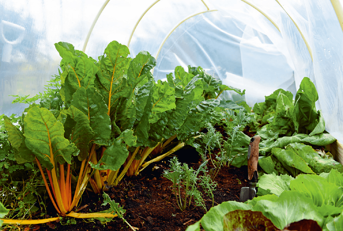 End of October in the mobile growing tunnel: chard, kale, and radicchio. (Photo courtesy of Skyhorse Publishing)