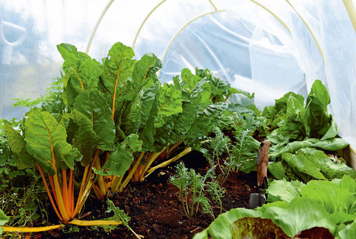  End of October in the mobile growing tunnel: chard, kale, and radicchio. (Photo courtesy of Skyhorse Publishing)