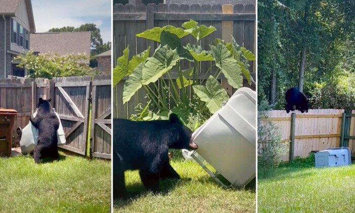 Brazen Bear Ignores Woman’s Pleas to Stop Stealing Garbage Bin From Backyard, Lugging It Over Fence