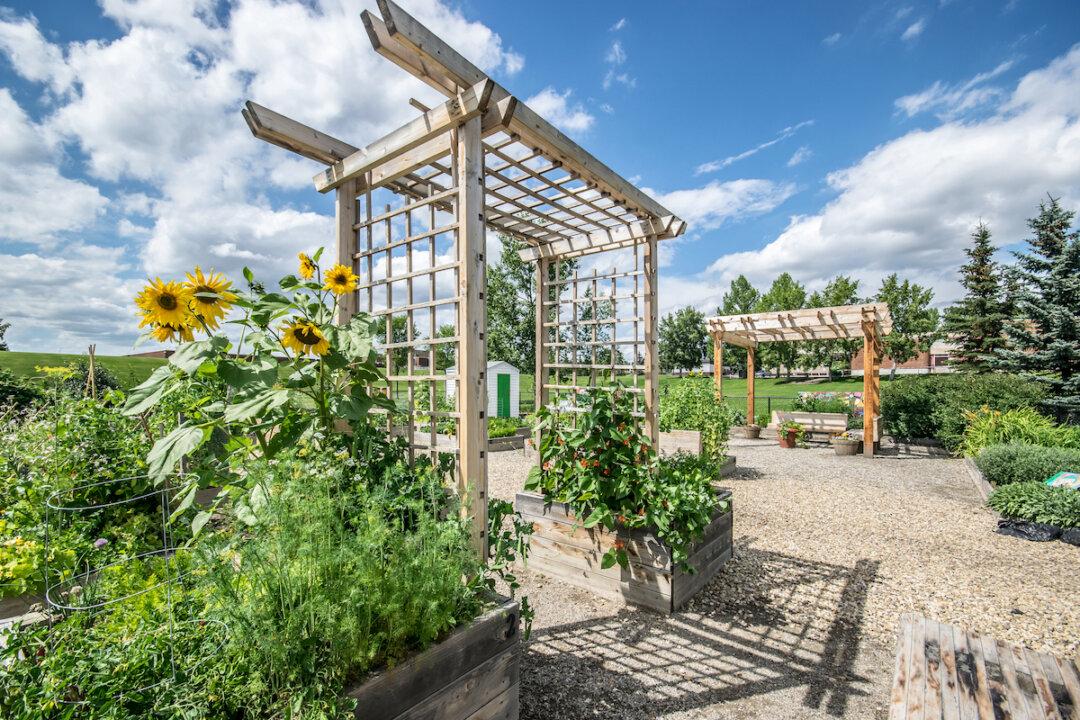 A Garden Trellis Is Easy to Build