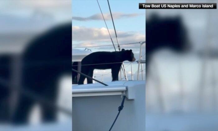 Video: Bear Spotted in Florida Marina Hanging Out on Docked Boat