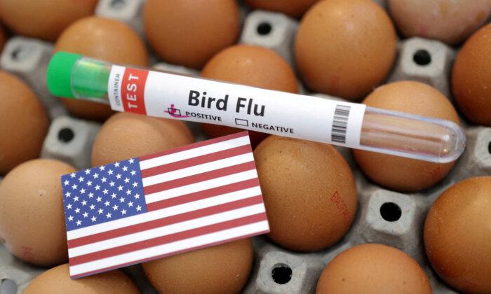Bird Flu Infects Commercial US Poultry Flock for First Time Since April