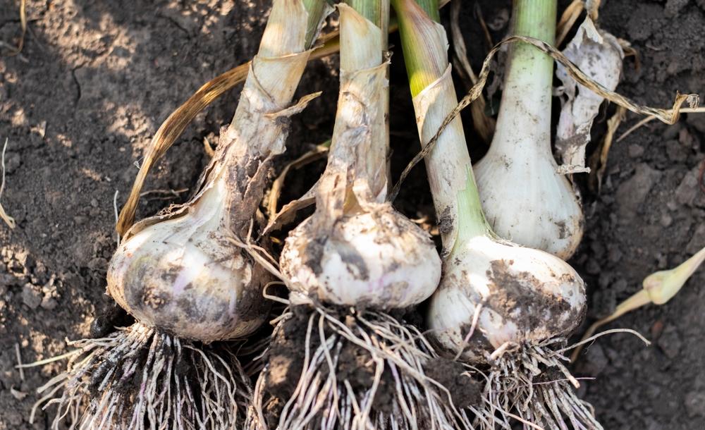 Garlic is ready for harvest when the cloves are fully formed, there's a bit of color in the skin, and a stem is starting to loosen from the bulb. (Yevhen Roshchyn/Shutterstock)