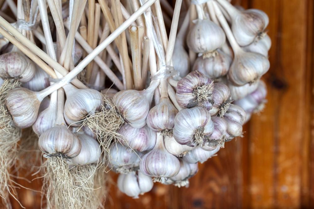 Cure the garlic by hanging it in the sun for three or four weeks to dry. (HenadziPechan/Shutterstock)