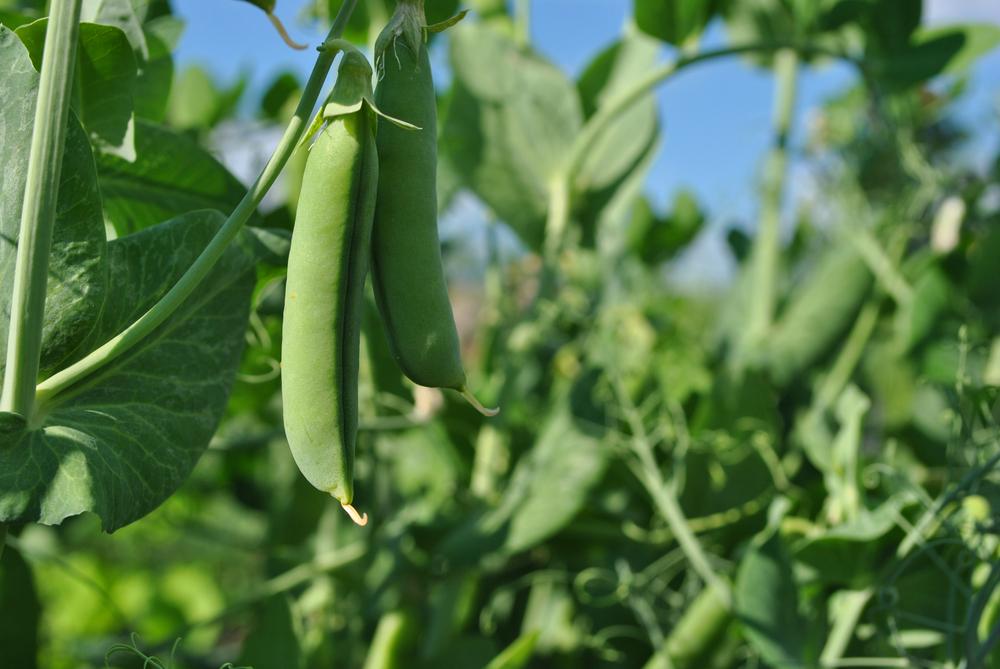 Sugar snap peas grow really well in the fall if planted eight to 10 weeks before the first expected frost. (ArtoPhotoDesigno Studio/Shutterstock)