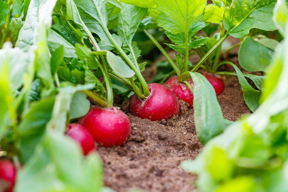 There's still time for a fall crop of radishes before the first frost. (nnattalli/Shutterstock)
