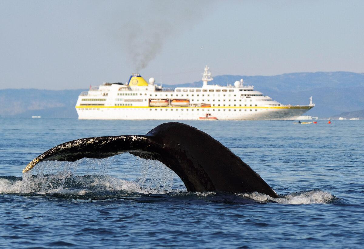  A humpback whale swims near a cruise ship sails in Disko Bay in Ilulissat, Greenland, on Aug. 4, 2019. (Sean Gallup/Getty Images)