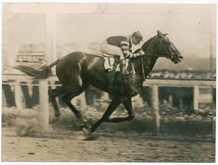 A photograph of the American thoroughbred Man o' War (1917–1947), widely considered one of the greatest racehorses of all time, by the Brown Brothers on Jan. 1, 1920. New York Public Library. (Public Domain)