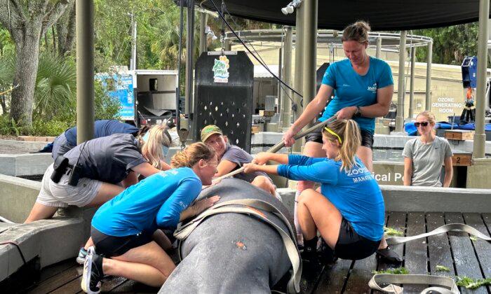 Cooperative Interstate Effort Prepares Three Young Manatees for a Second Chance in the Wild