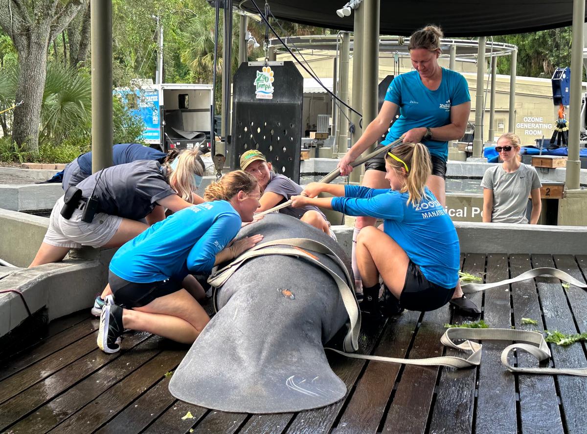 Cooperative Interstate Effort Prepares Three Young Manatees for a Second Chance in the Wild