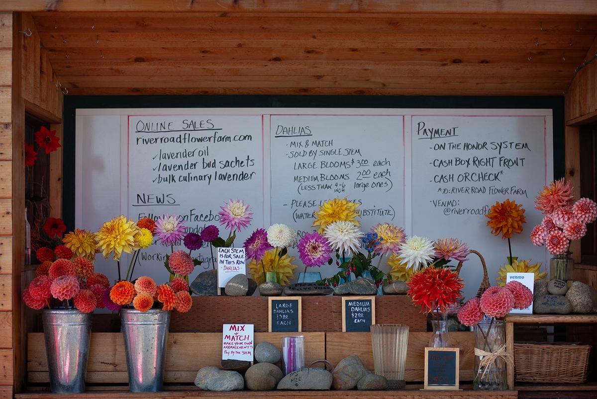 River Road Flower Farm specializes in lavender and dahlias and sell their farm fresh flowers from their trailer style farm stand in Sequim, Washington. (Jennifer Schneider)