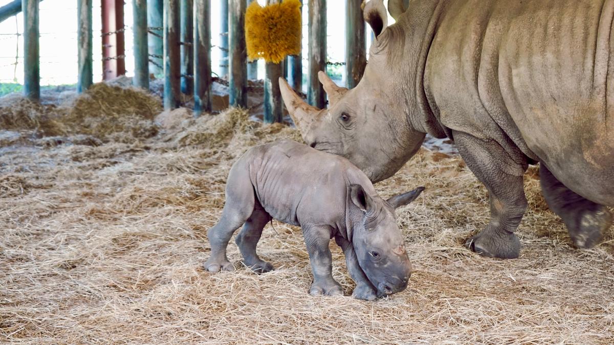 ZooTampa's newest baby southern white rhino with his mother, Kidogo. (Courtesy of ZooTampa at Lowry Park)