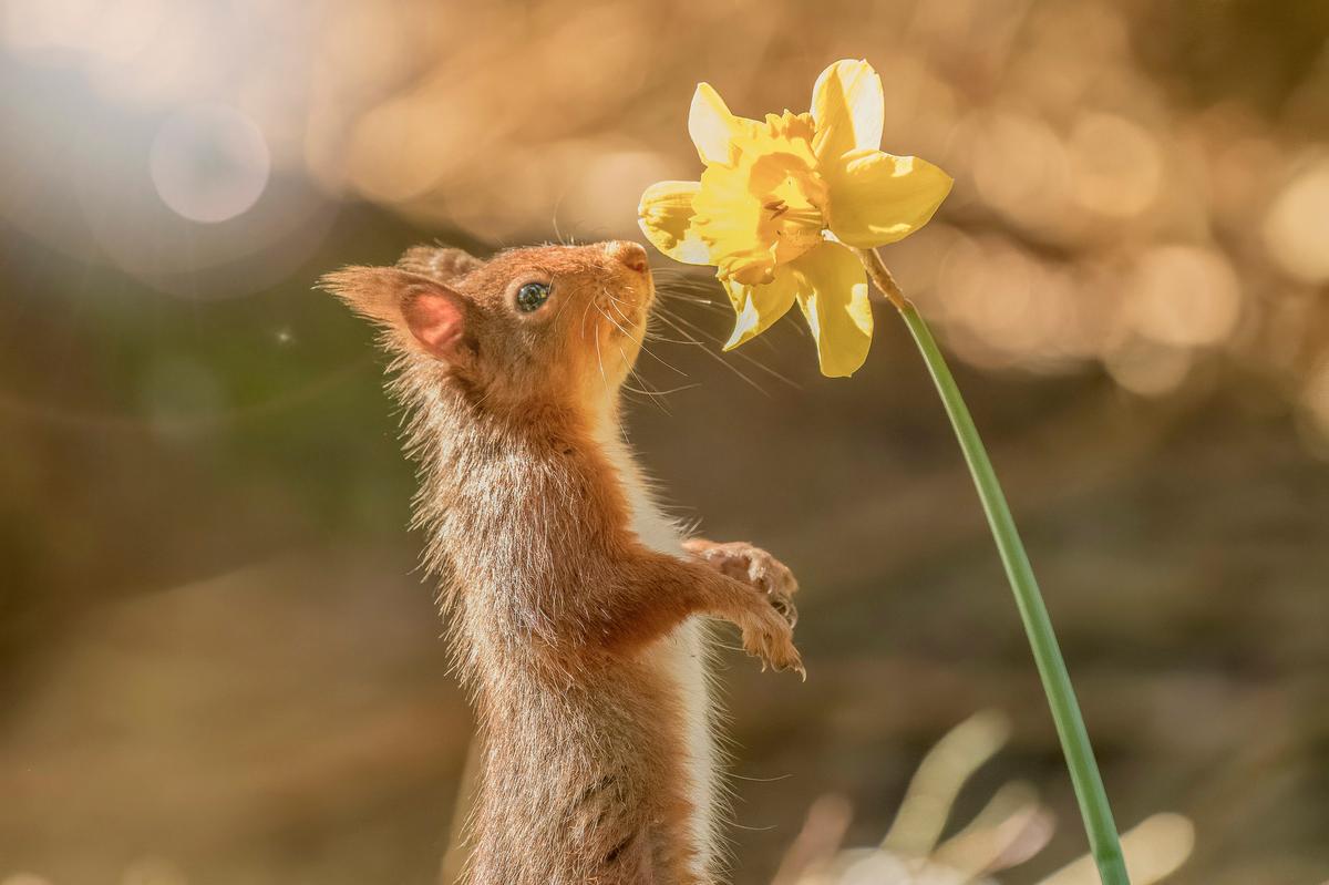 A red squirrel smelling a flower, photographed by David Robertshaw. (Courtesy of <a href="https://www.instagram.com/yorkshireimages">David Robertshaw Photography</a>)