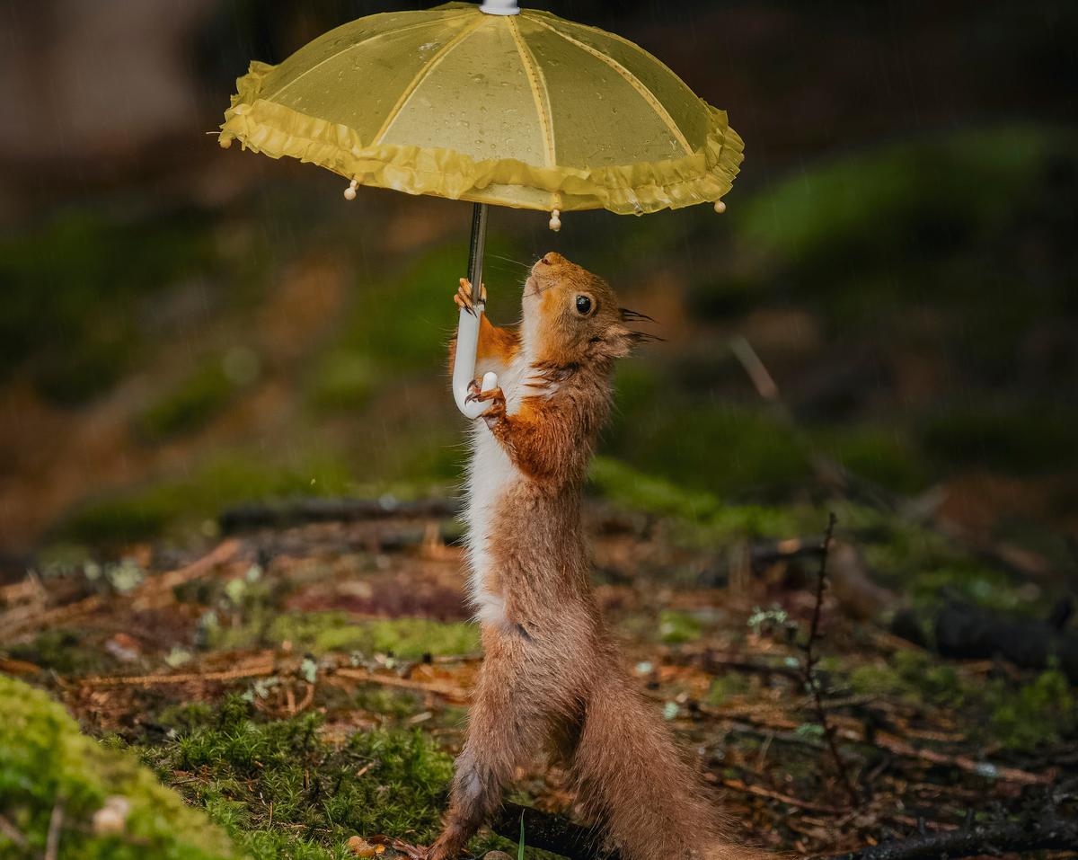 A photo of a red squirrel holding an umbrella, taken by David Robertshaw. (Courtesy of <a href="https://www.instagram.com/yorkshireimages">David Robertshaw Photography</a>)