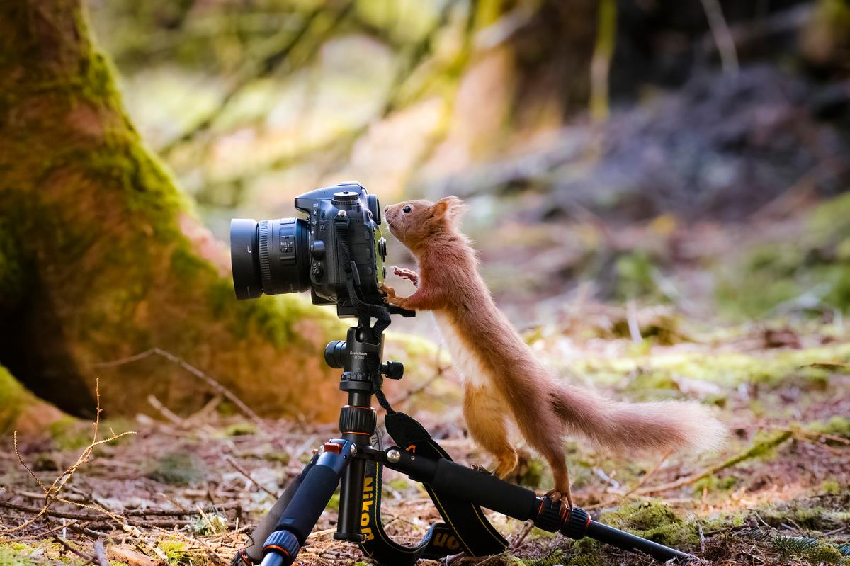 A red squirrel appears to aim a camera, photographed by David Robertshaw. (Courtesy of <a href="https://www.instagram.com/yorkshireimages">David Robertshaw Photography</a>)
