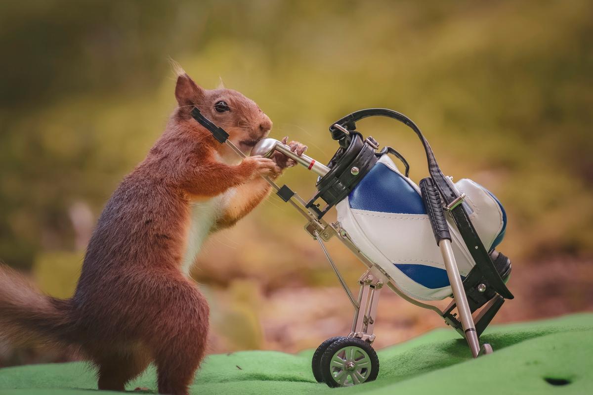 A red squirrel seems to be playing golf in this photo by David Robertshaw. (Courtesy of <a href="https://www.instagram.com/yorkshireimages">David Robertshaw Photography</a>)
